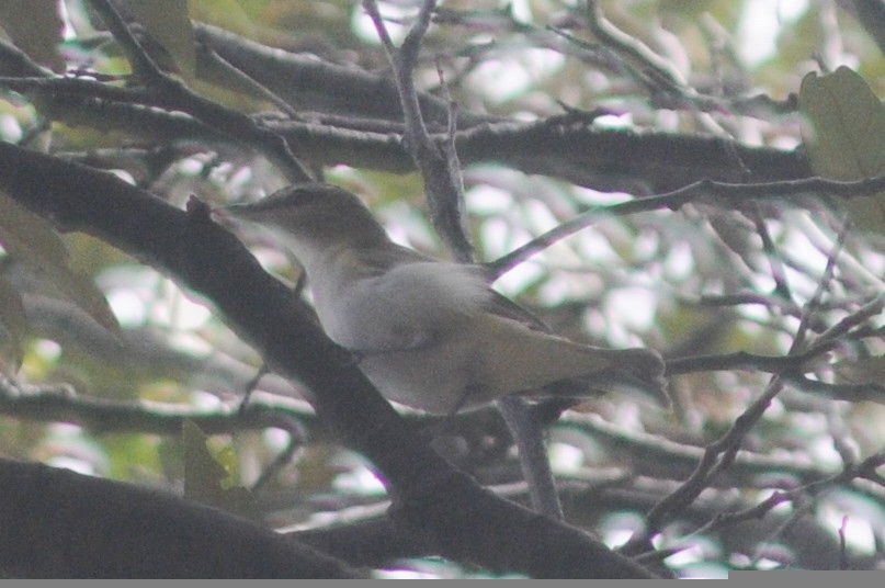 Red-eyed Vireo - ML234019541