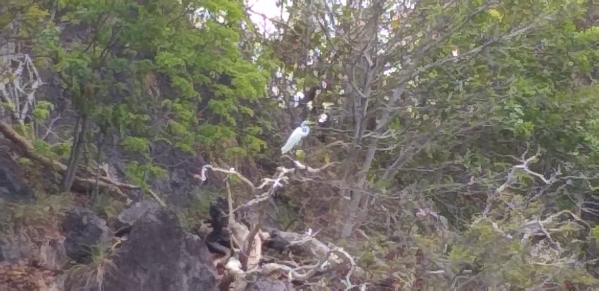 Great Egret - ML234021941