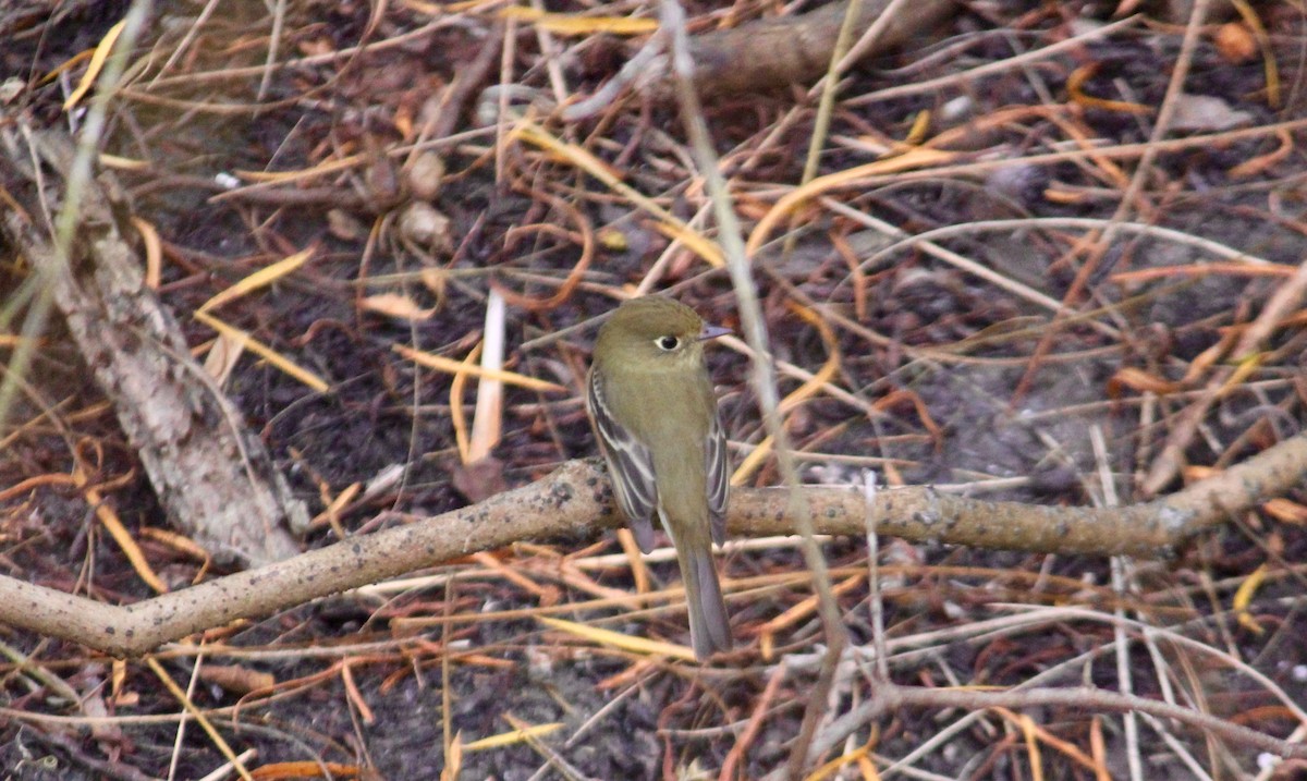 Western Flycatcher (Pacific-slope) - ML23402211