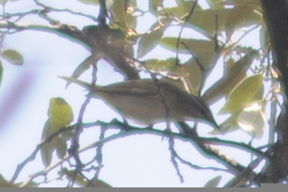 Red-eyed Vireo - ML234024471