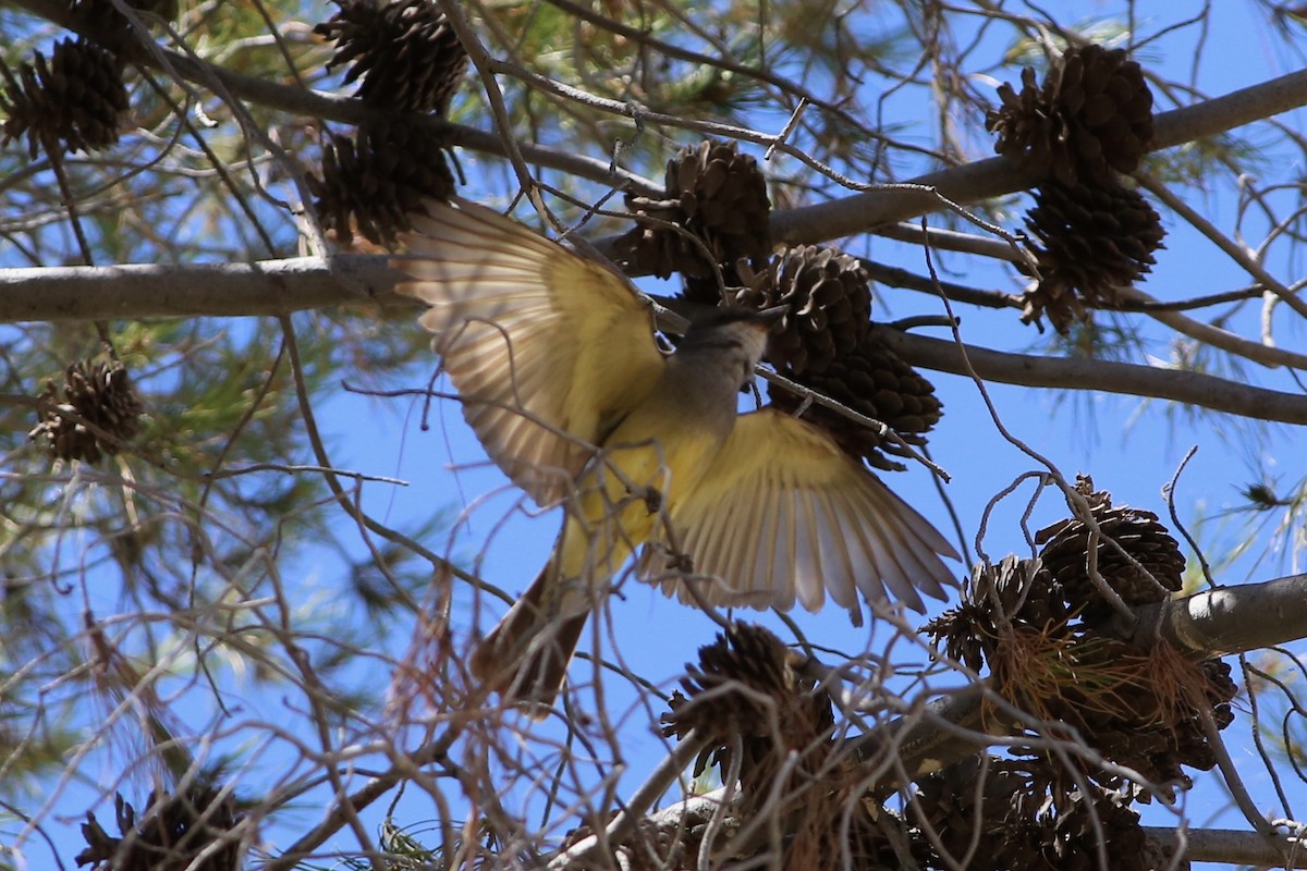 Cassin's Kingbird - Pete Dunten