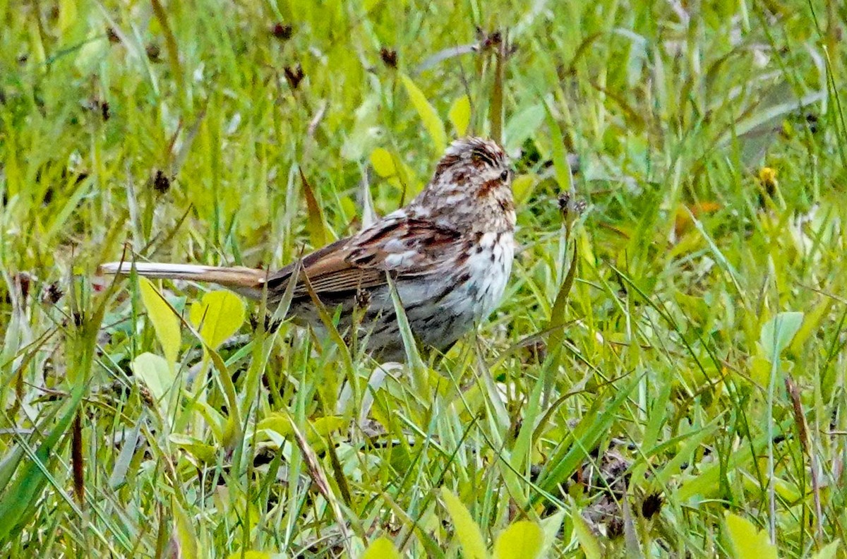 Song Sparrow - ML234026021
