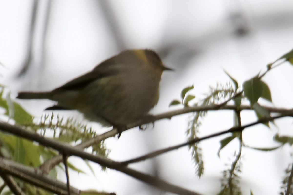 Cape May Warbler - ML234026181