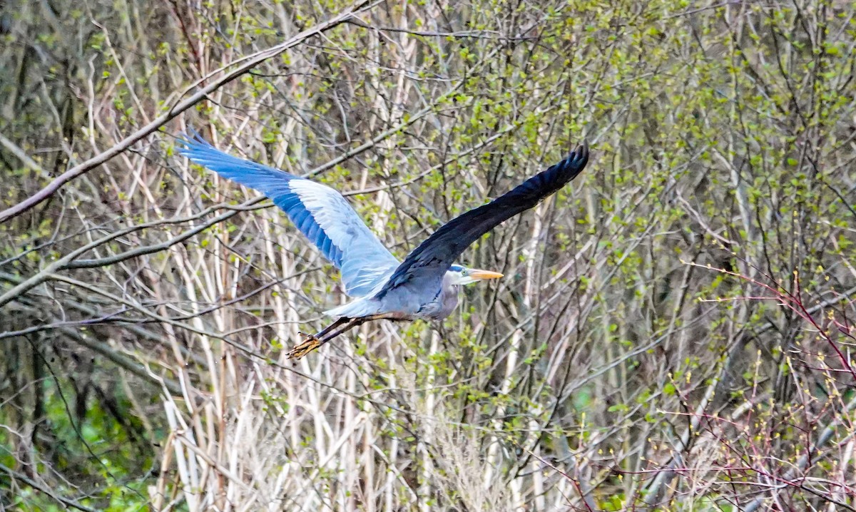 Great Blue Heron (Great Blue) - ML234027481