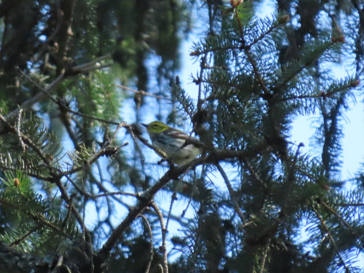 Black-throated Green Warbler - ML234027921