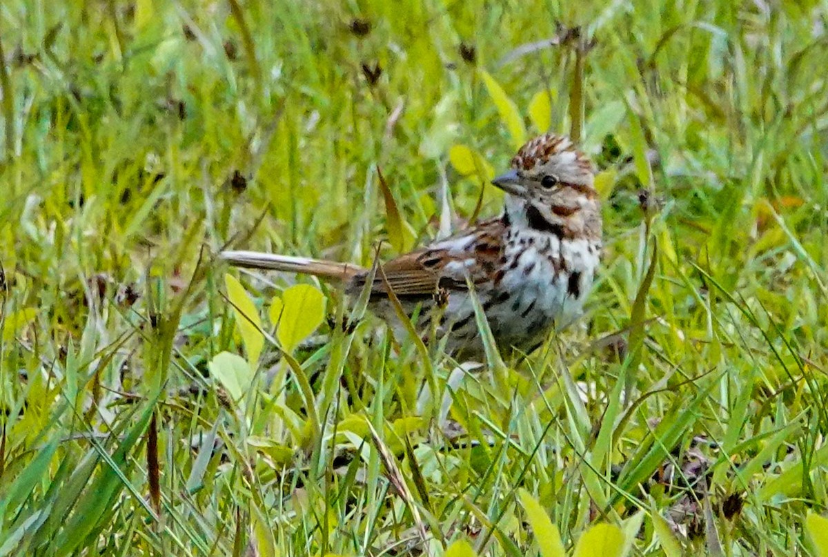 Song Sparrow - ML234028721
