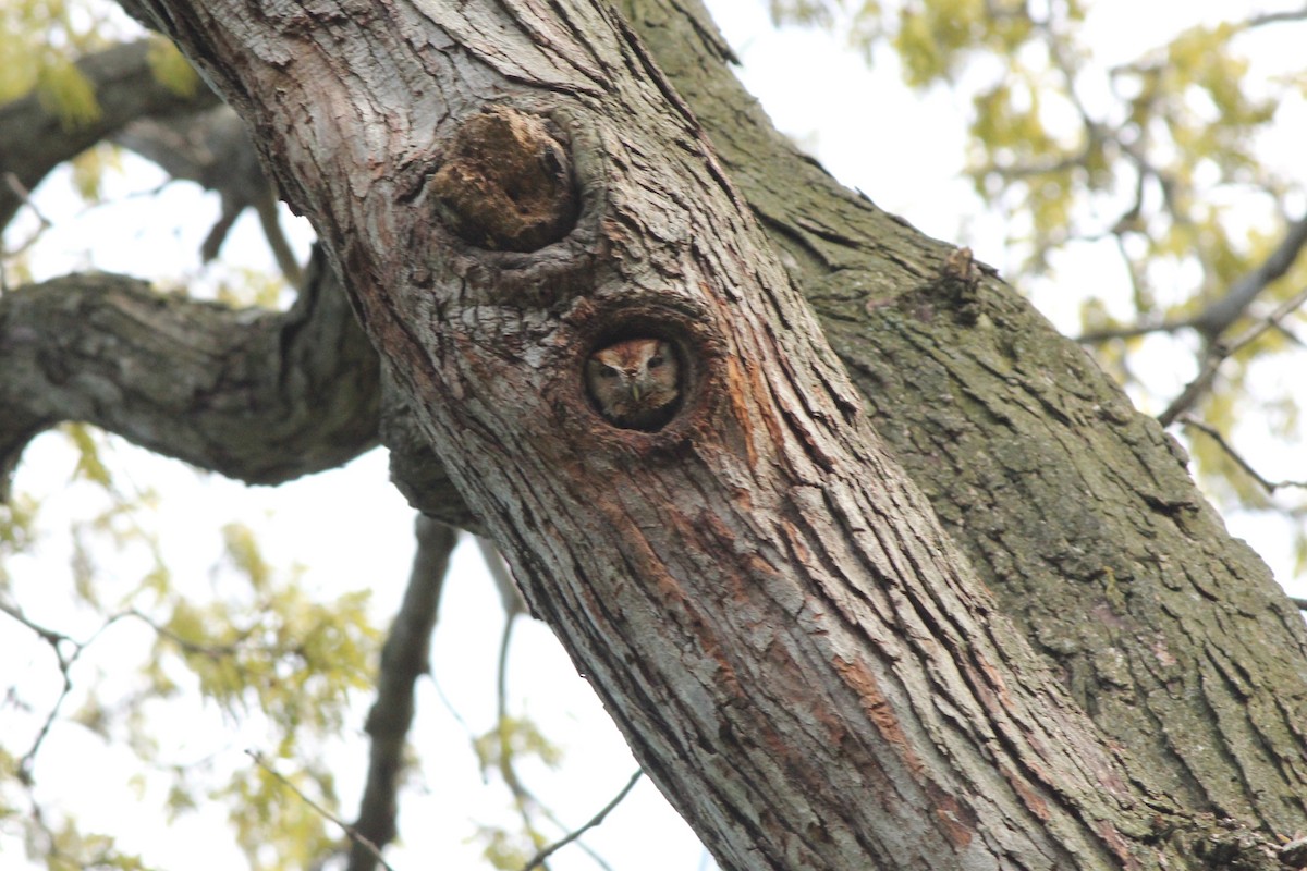 Eastern Screech-Owl - ML234031291