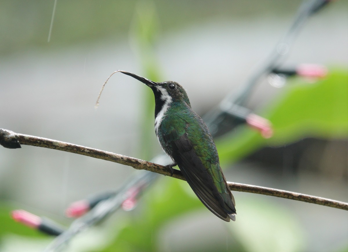 Green-throated Mango - ML234031881