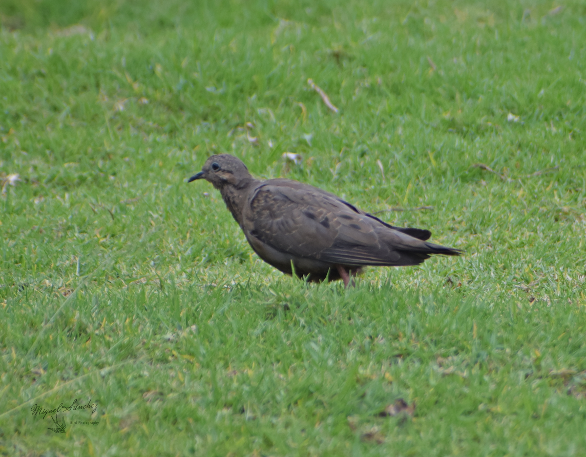 Eared Dove - ML234032121