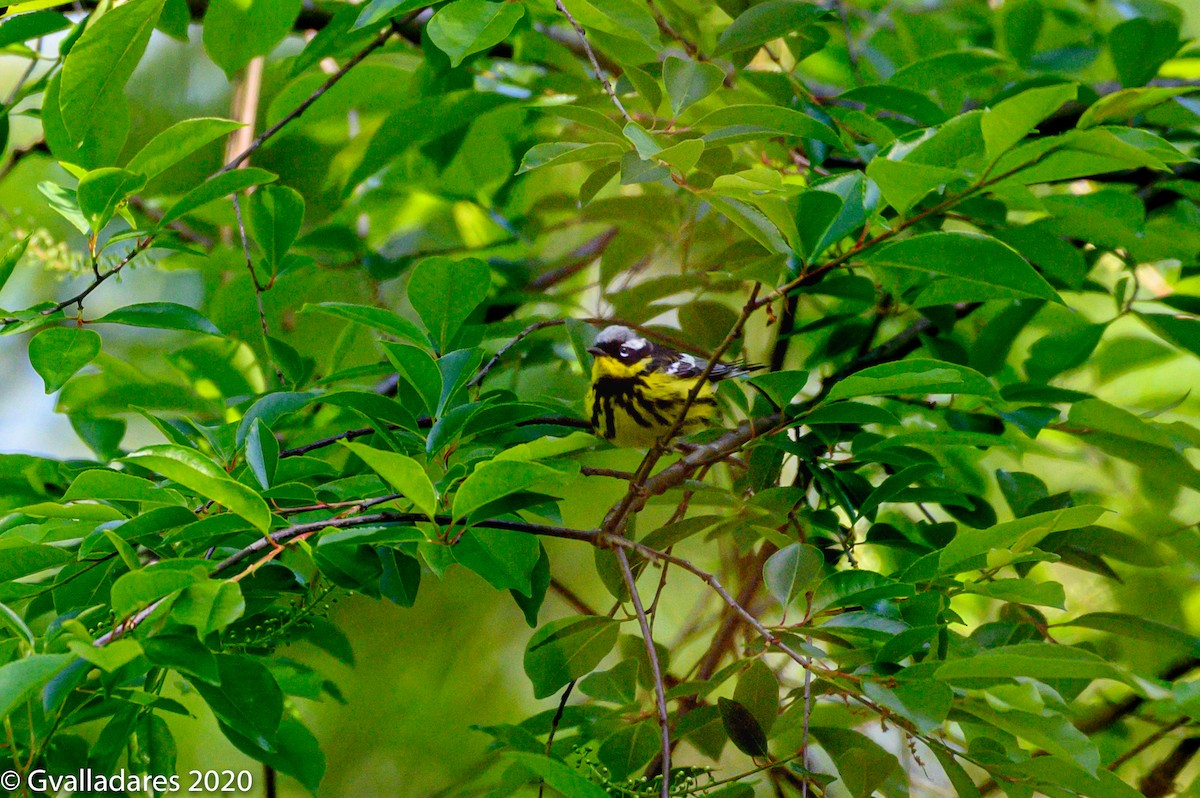 Magnolia Warbler - ML234032881