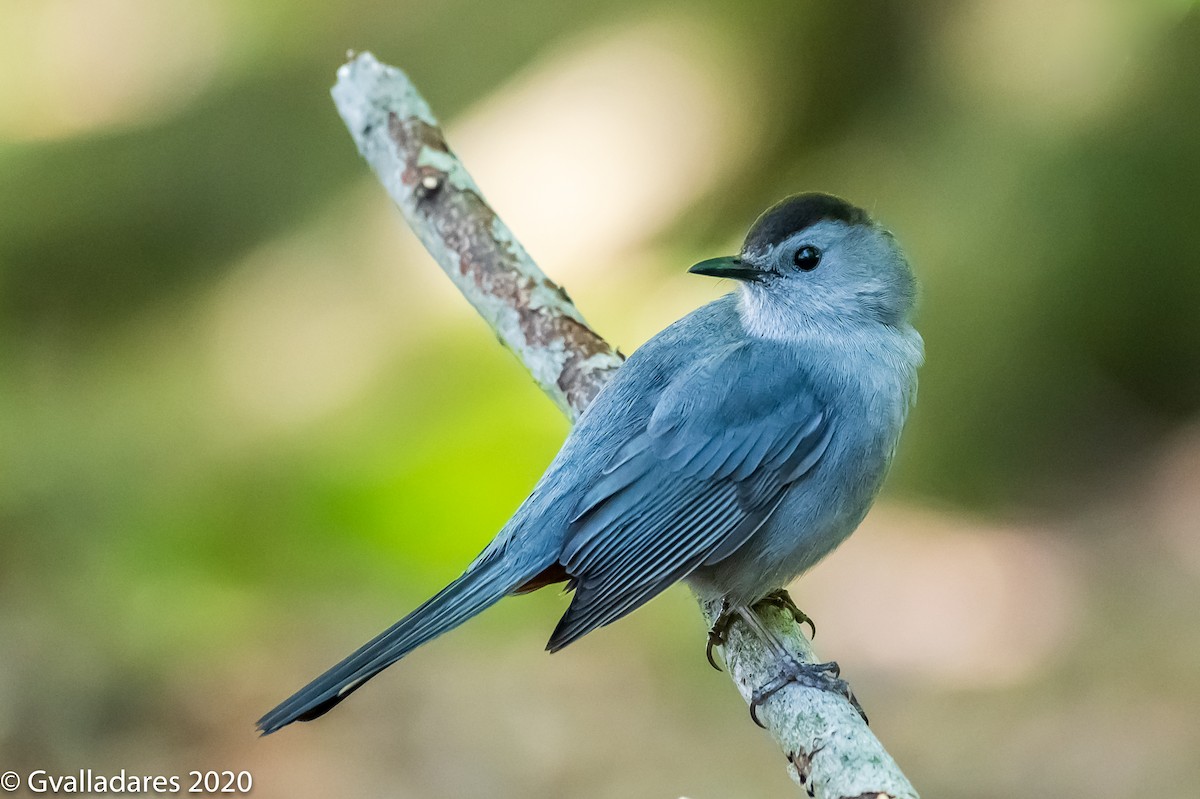 Gray Catbird - ML234033021