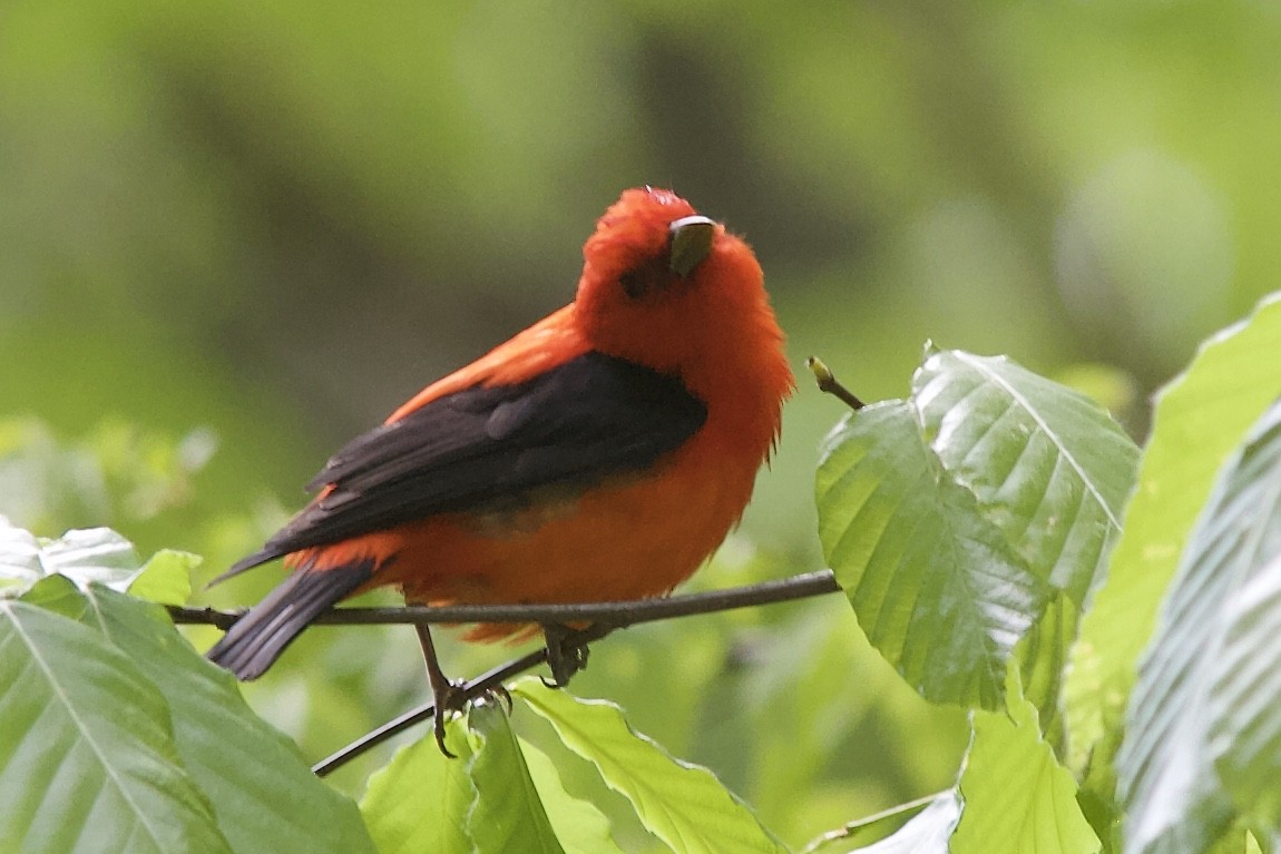 Scarlet Tanager - ML234034661