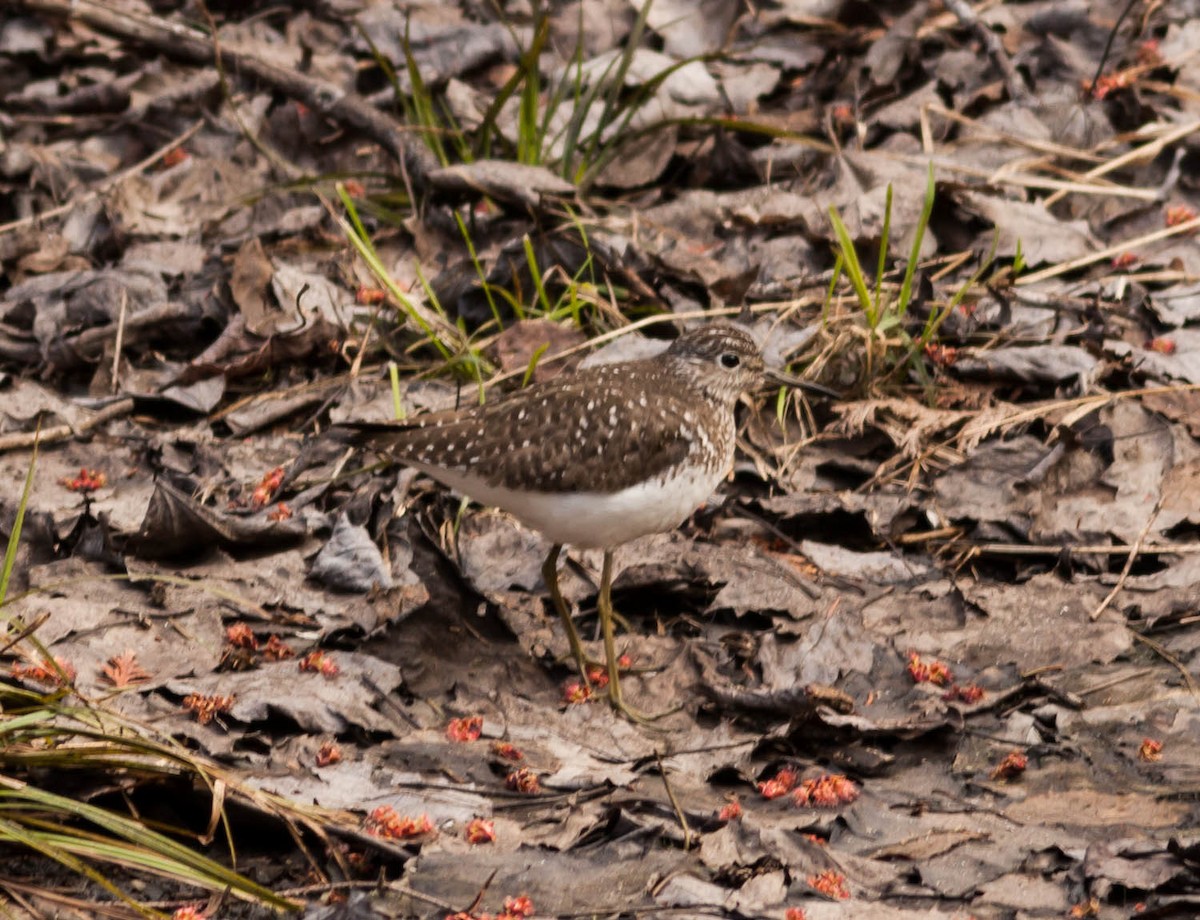 eremittsnipe - ML234034721