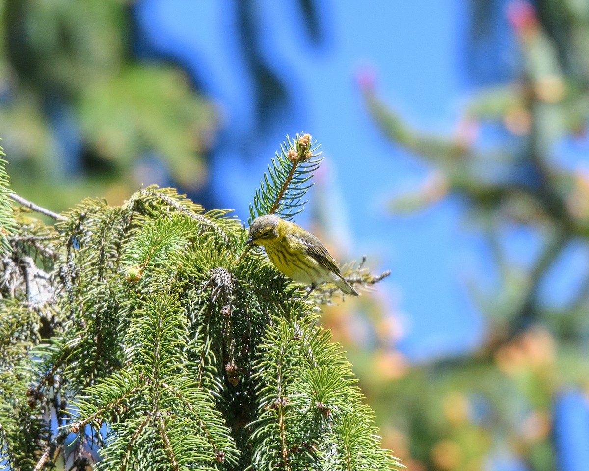 Cape May Warbler - ML234034771