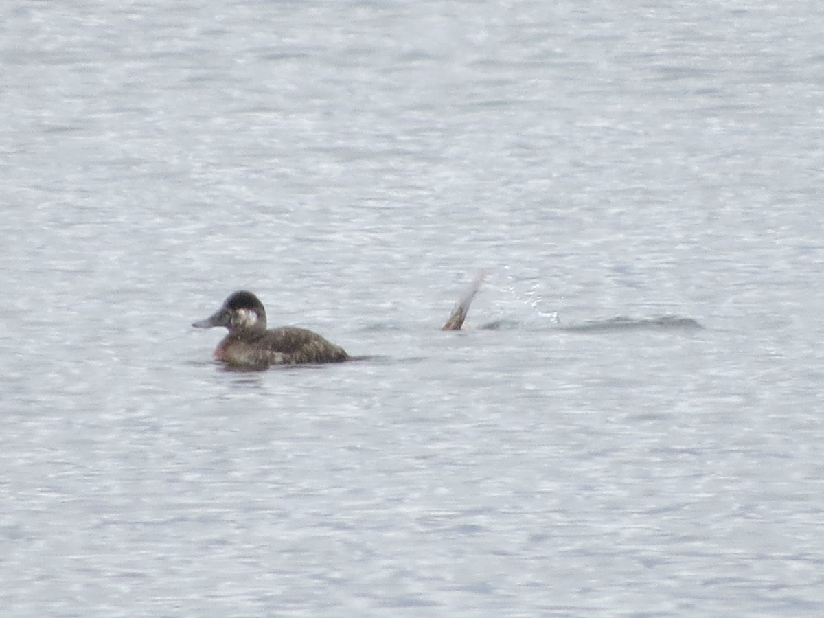 Ruddy Duck - Ethan Maynard