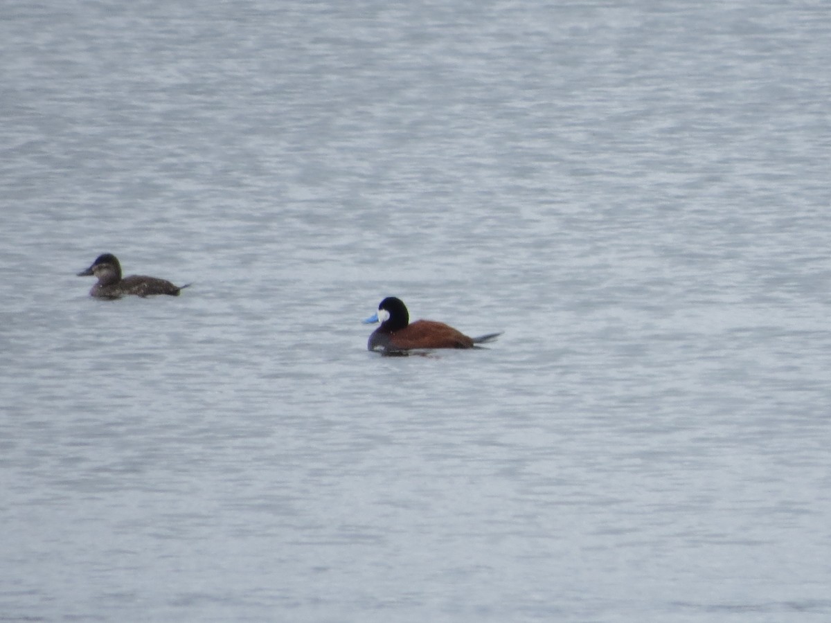 Ruddy Duck - Ethan Maynard