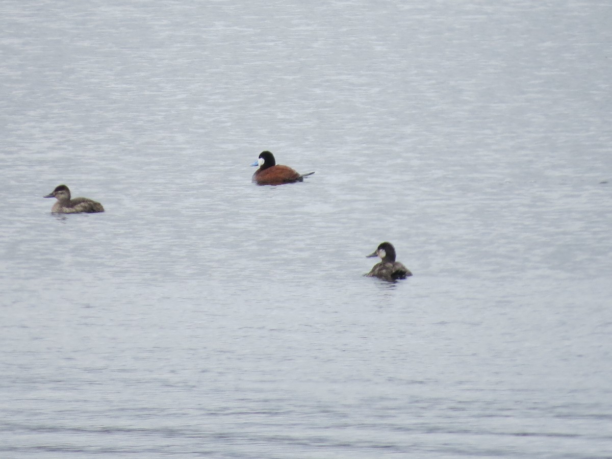 Ruddy Duck - Ethan Maynard