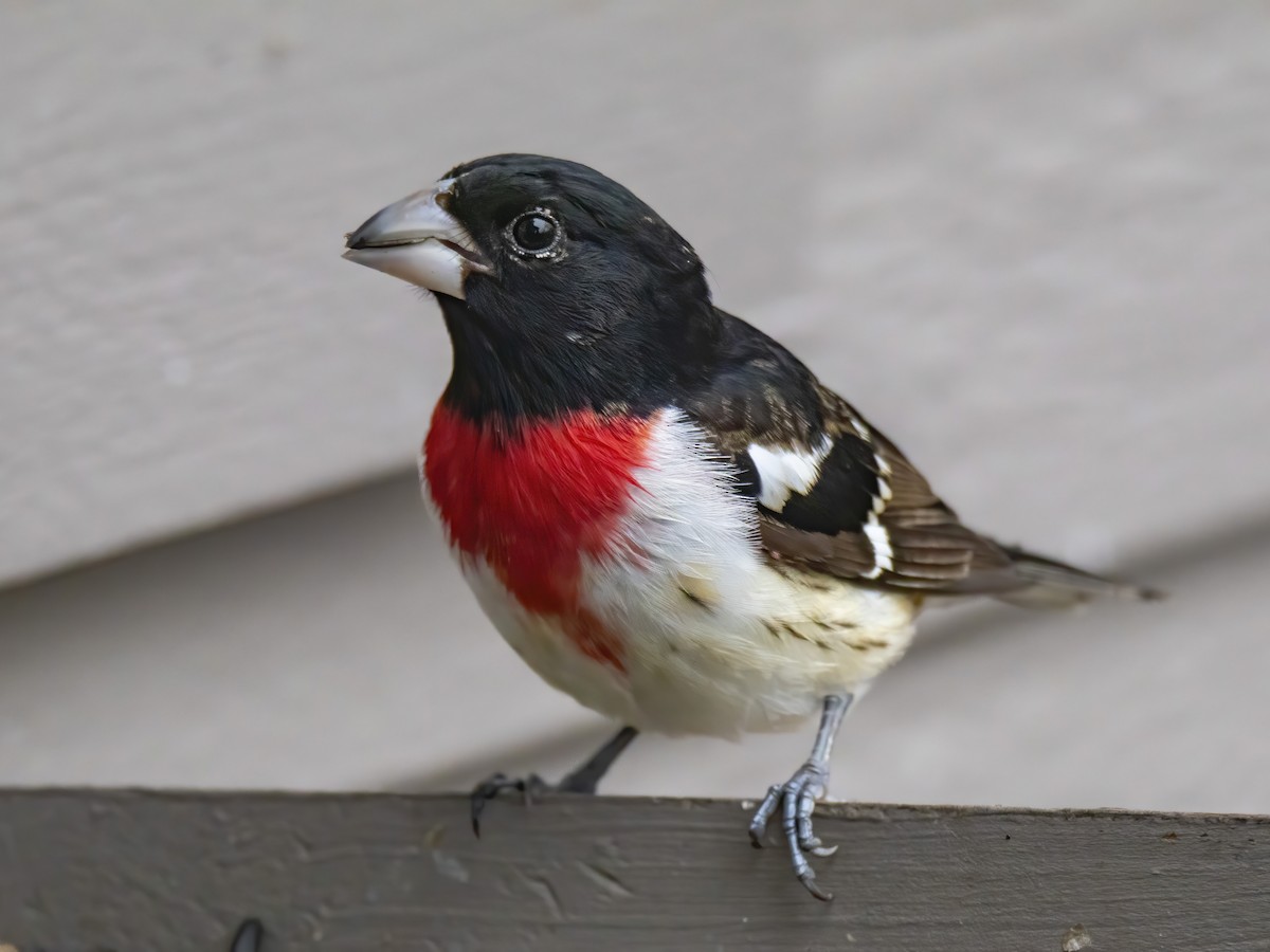Rose-breasted Grosbeak - Janet Stevens