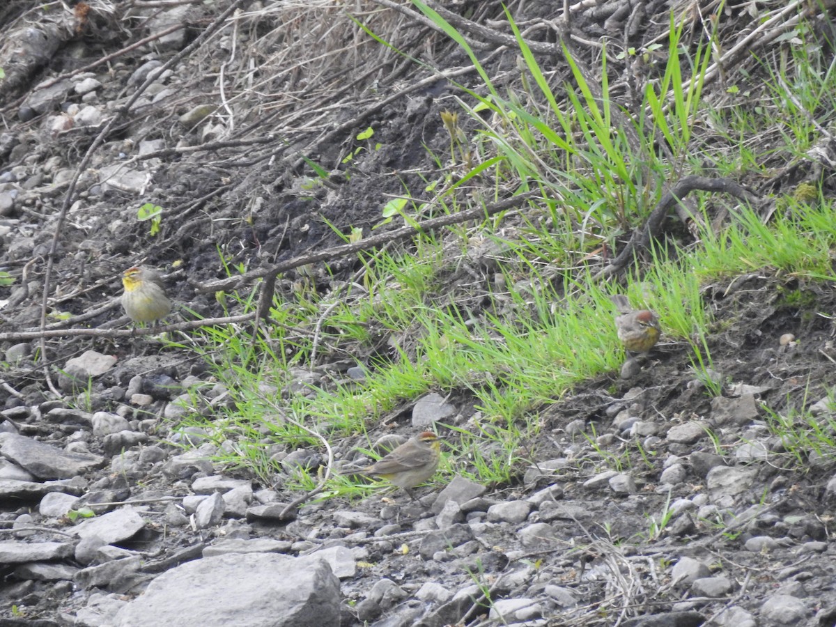Palm Warbler - ML234039251