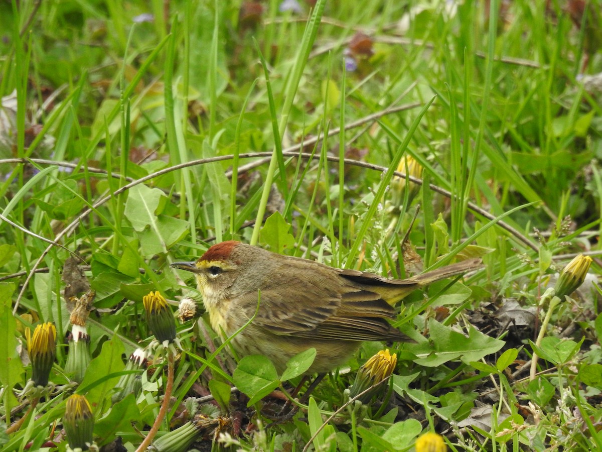 Palm Warbler - ML234039401