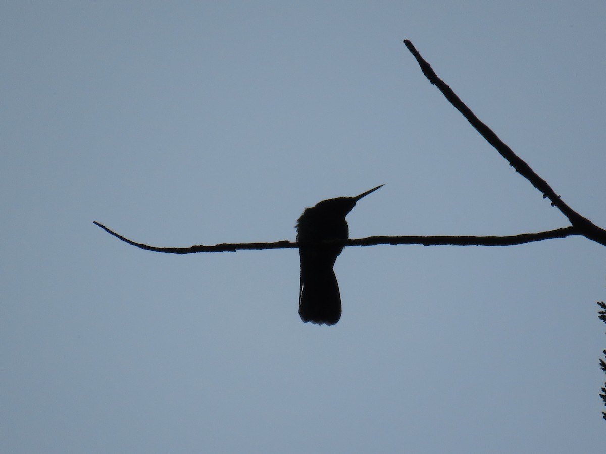 Colibrí Rutilante - ML234040141