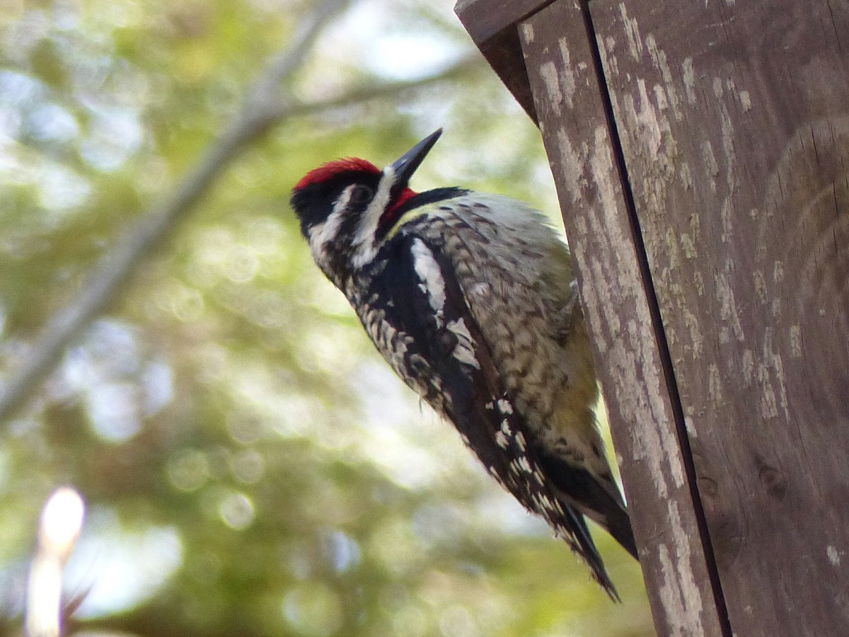 Yellow-bellied Sapsucker - ML234040391