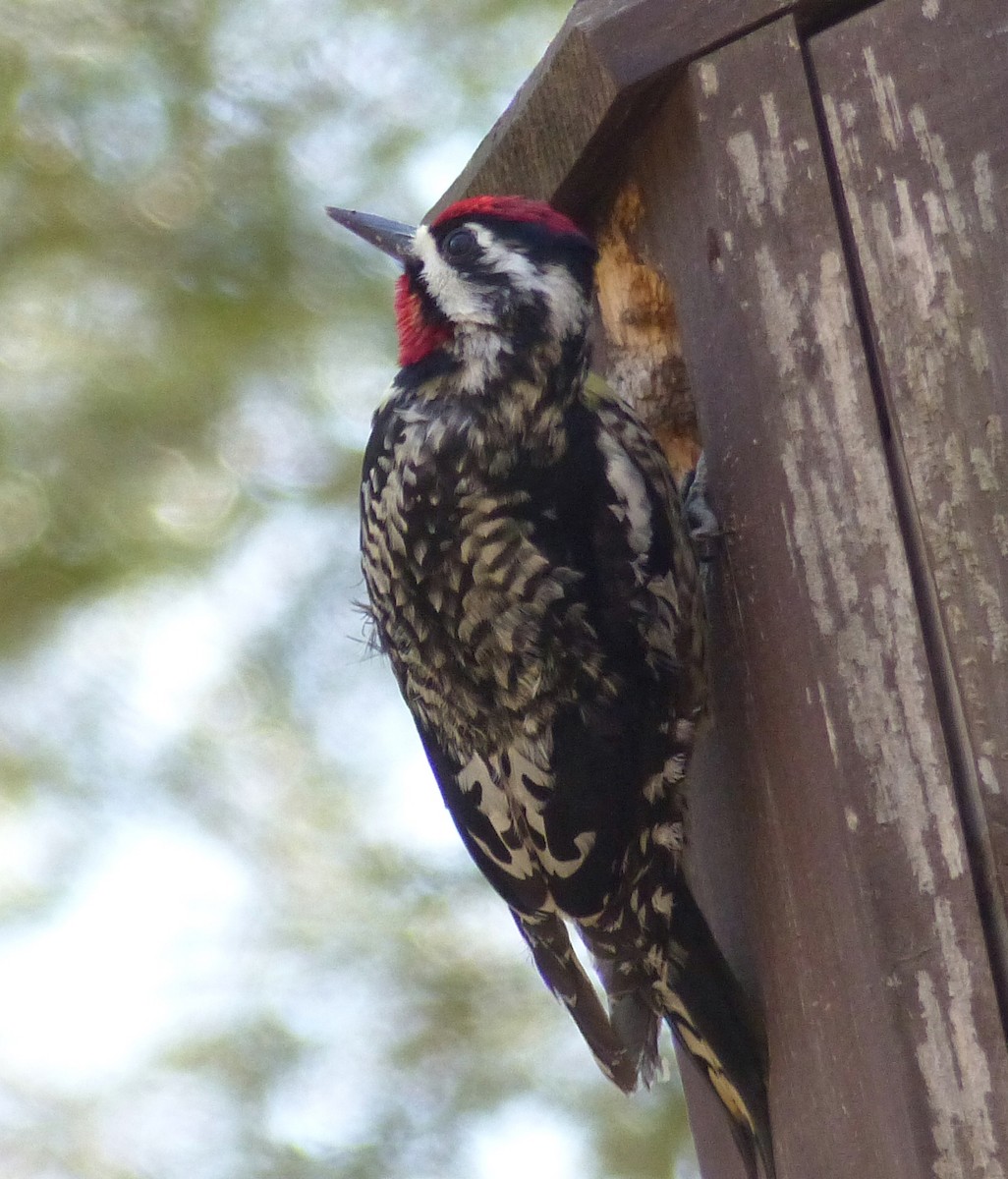 Yellow-bellied Sapsucker - ML234040521