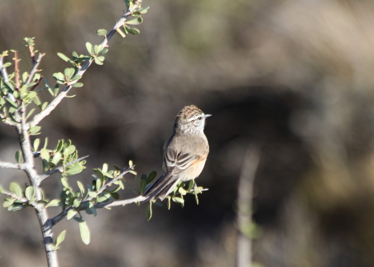 Tijeral Colinegro - ML234040731