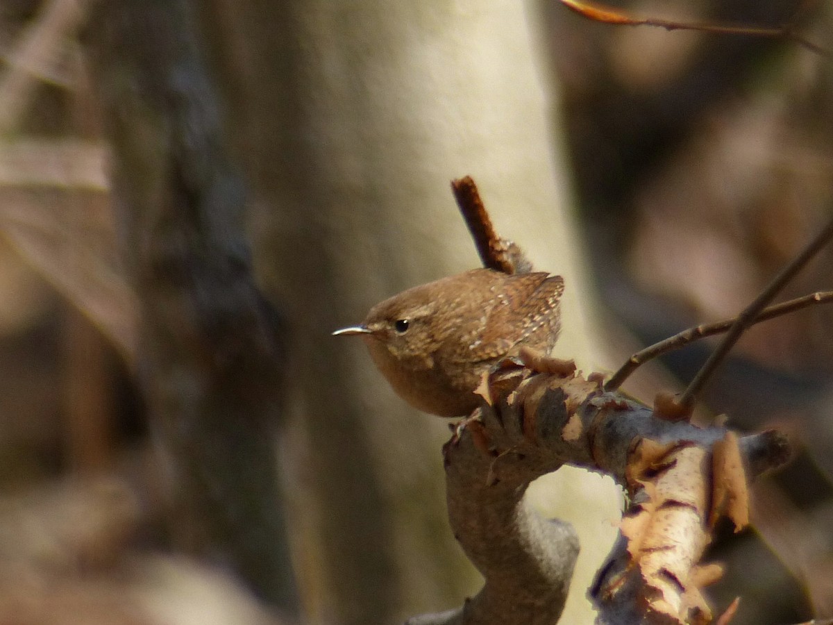 Winter Wren - ML234040781