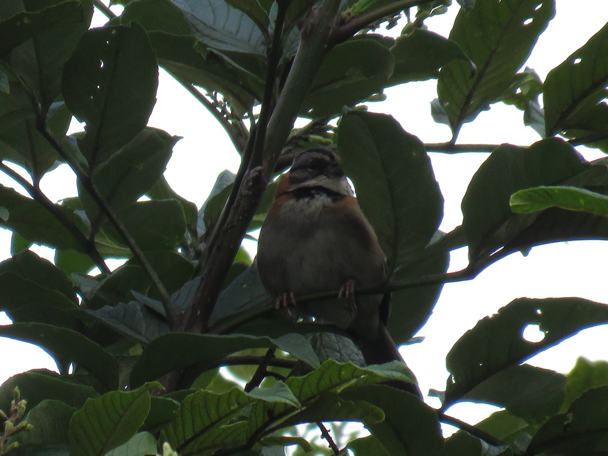 Rufous-collared Sparrow - ML234041031