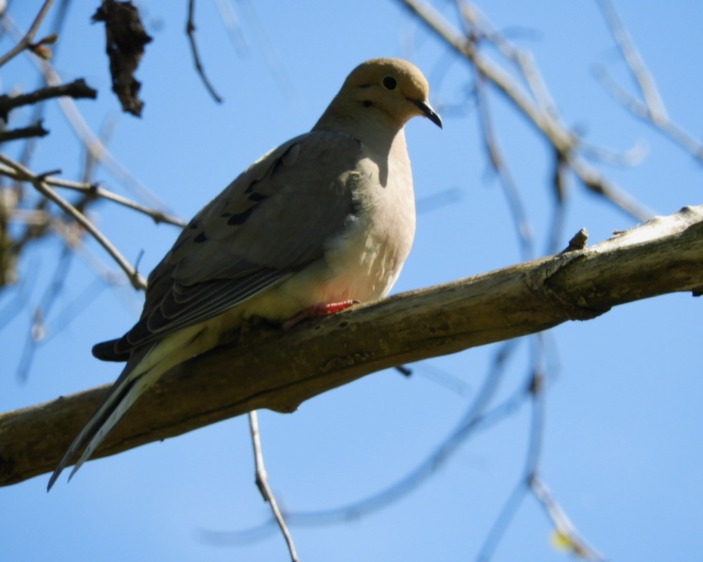 Mourning Dove - Bruce Moorman