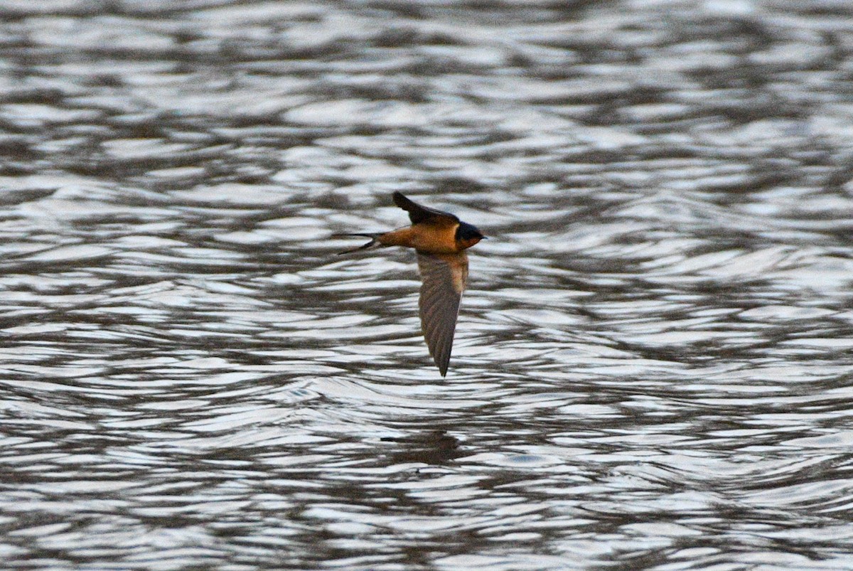 Barn Swallow - ML234042711