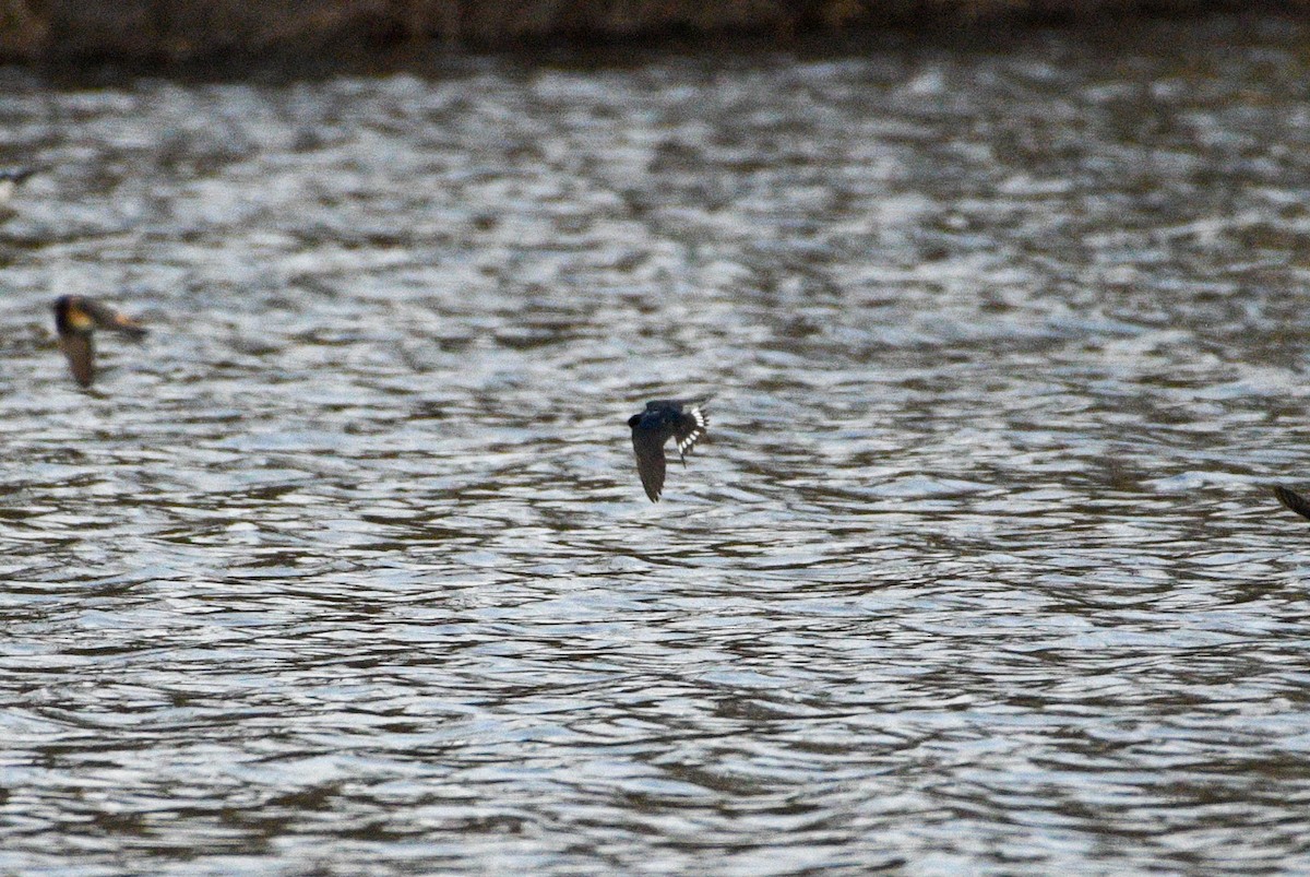 Barn Swallow - ML234042811