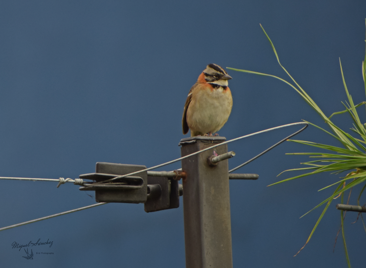 Rufous-collared Sparrow - ML234043811