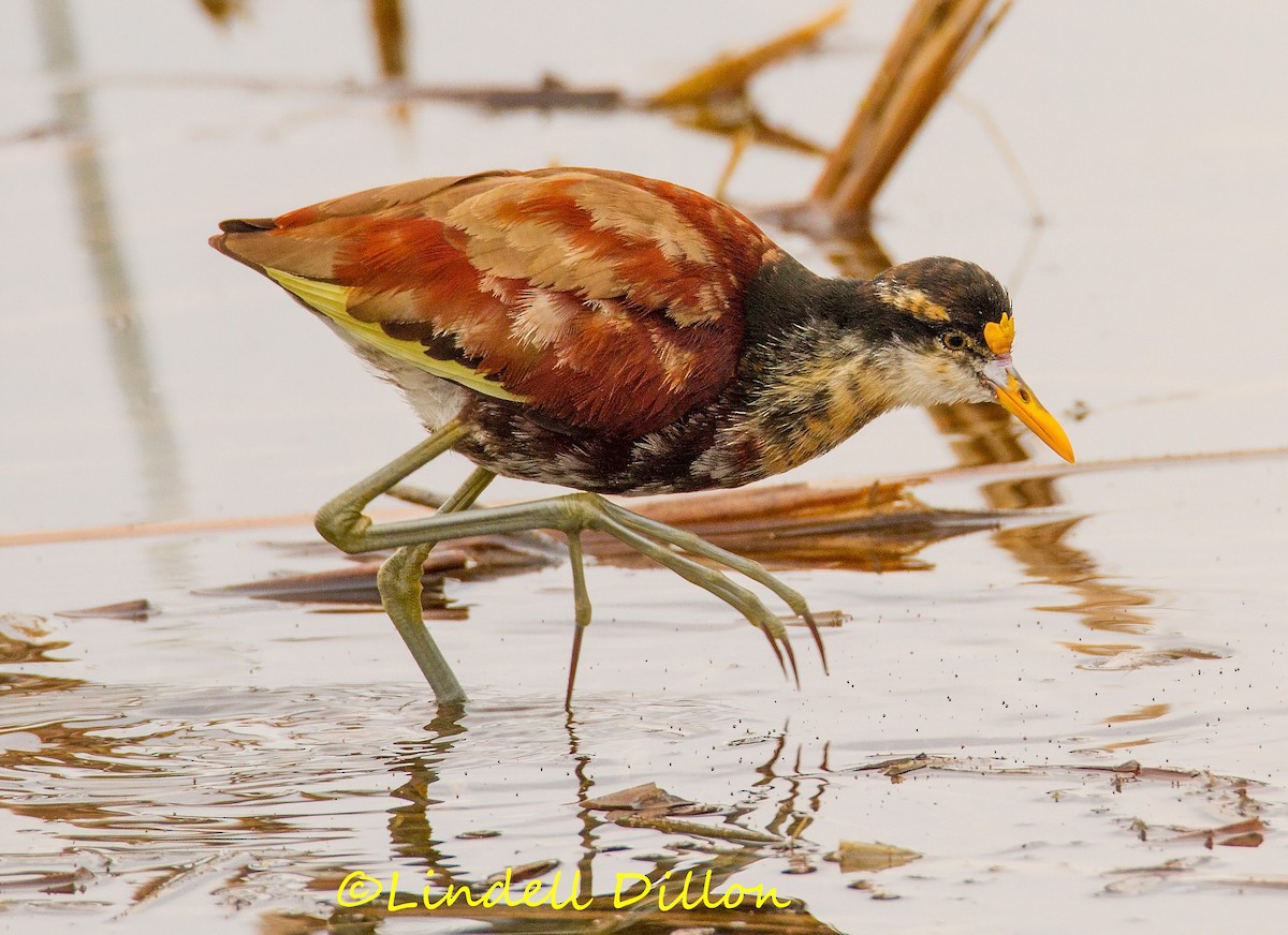 Jacana du Mexique - ML23404441