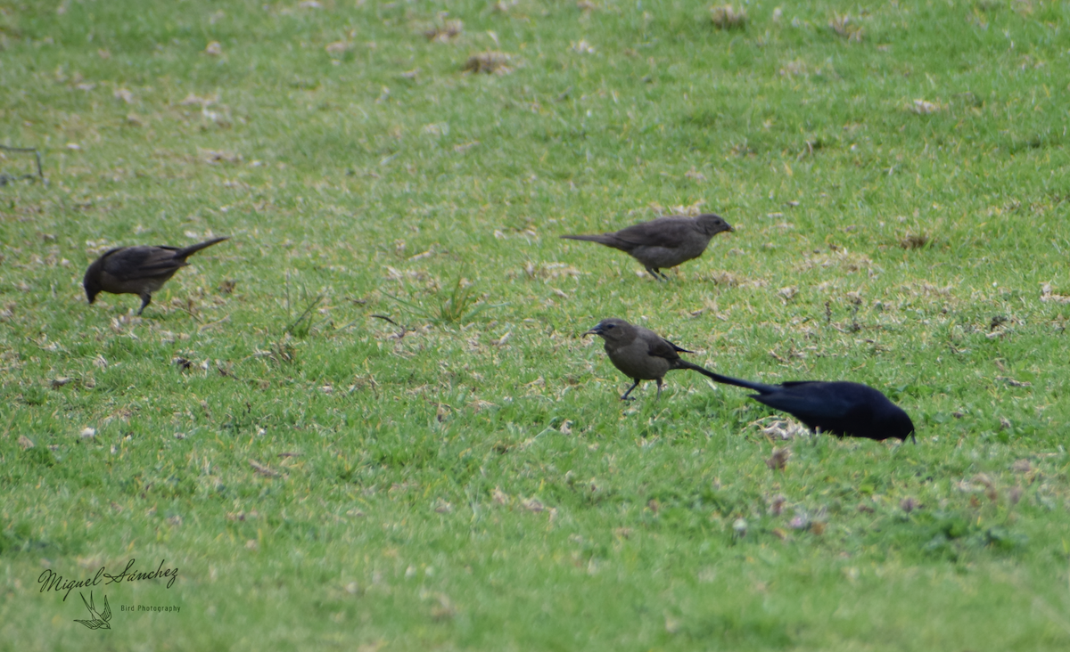 Shiny Cowbird - ML234044701