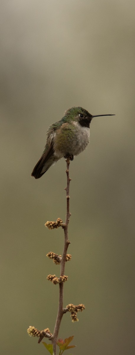 Broad-tailed Hummingbird - Nathaniel Behl