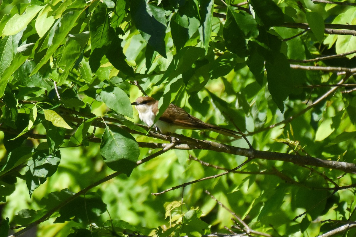 Black-billed Cuckoo - ML234047121