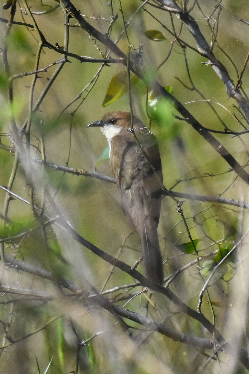 Black-billed Cuckoo - ML234047201