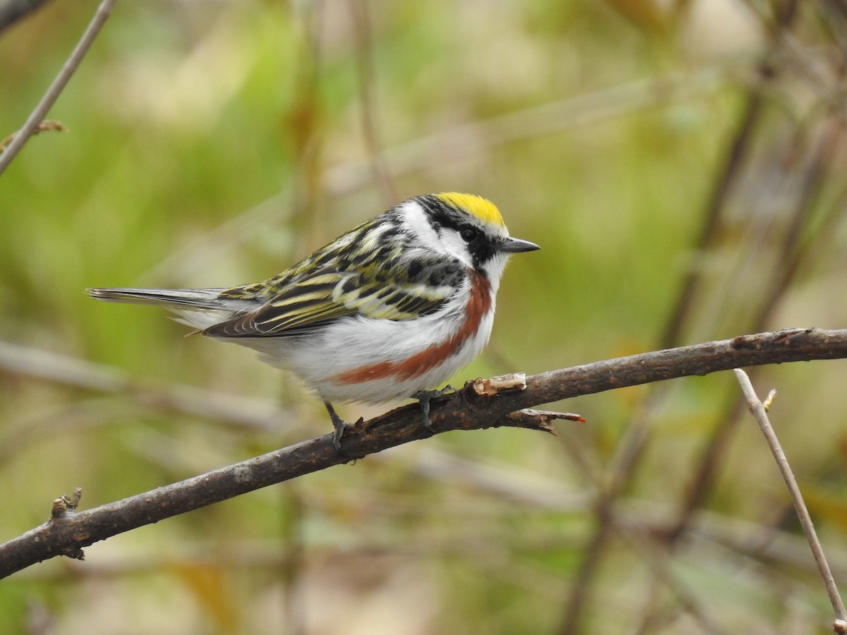 Chestnut-sided Warbler - ML234048501