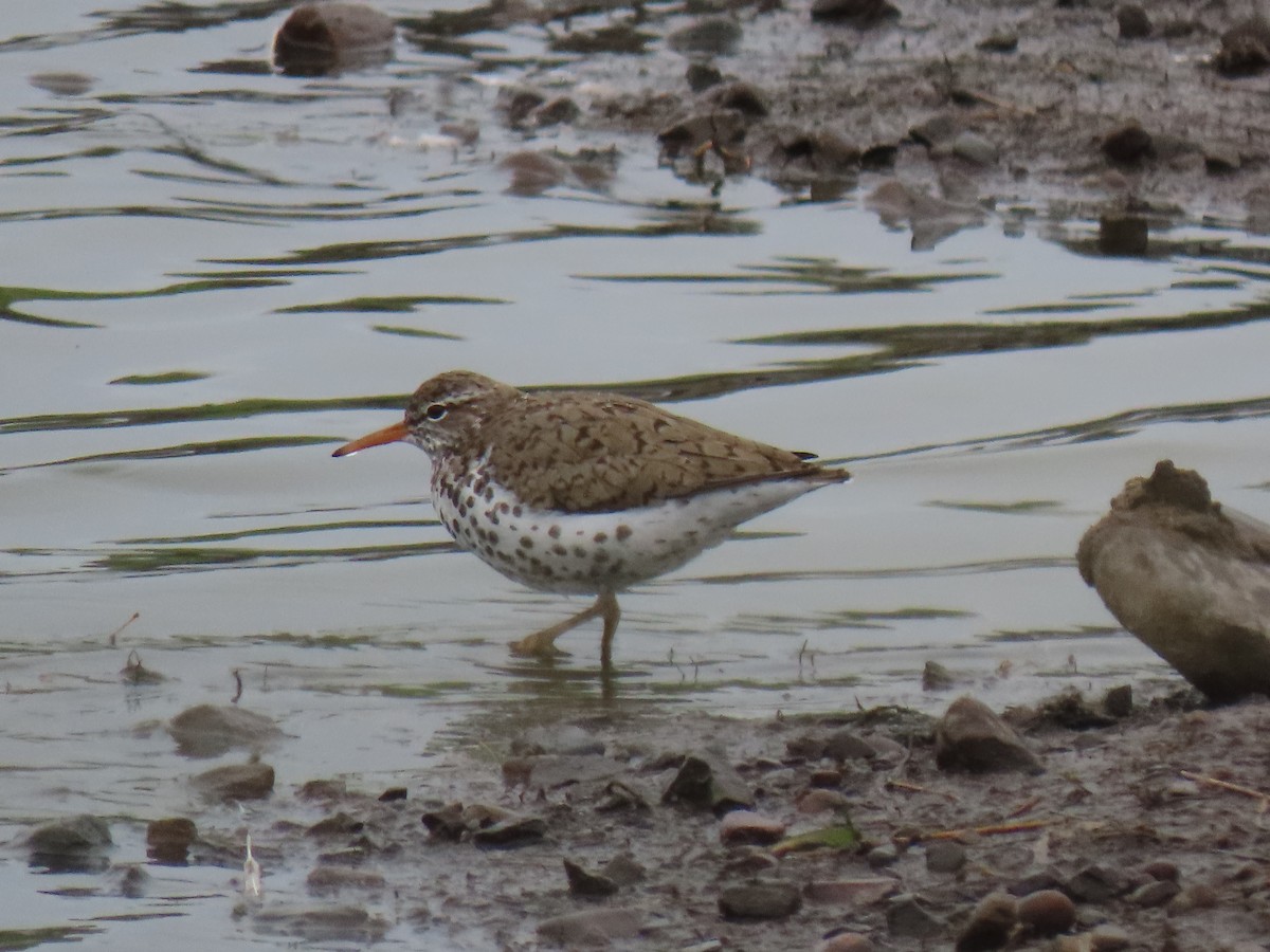 Spotted Sandpiper - ML234048511