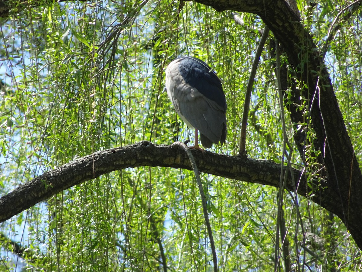 Black-crowned Night Heron - ML234048661