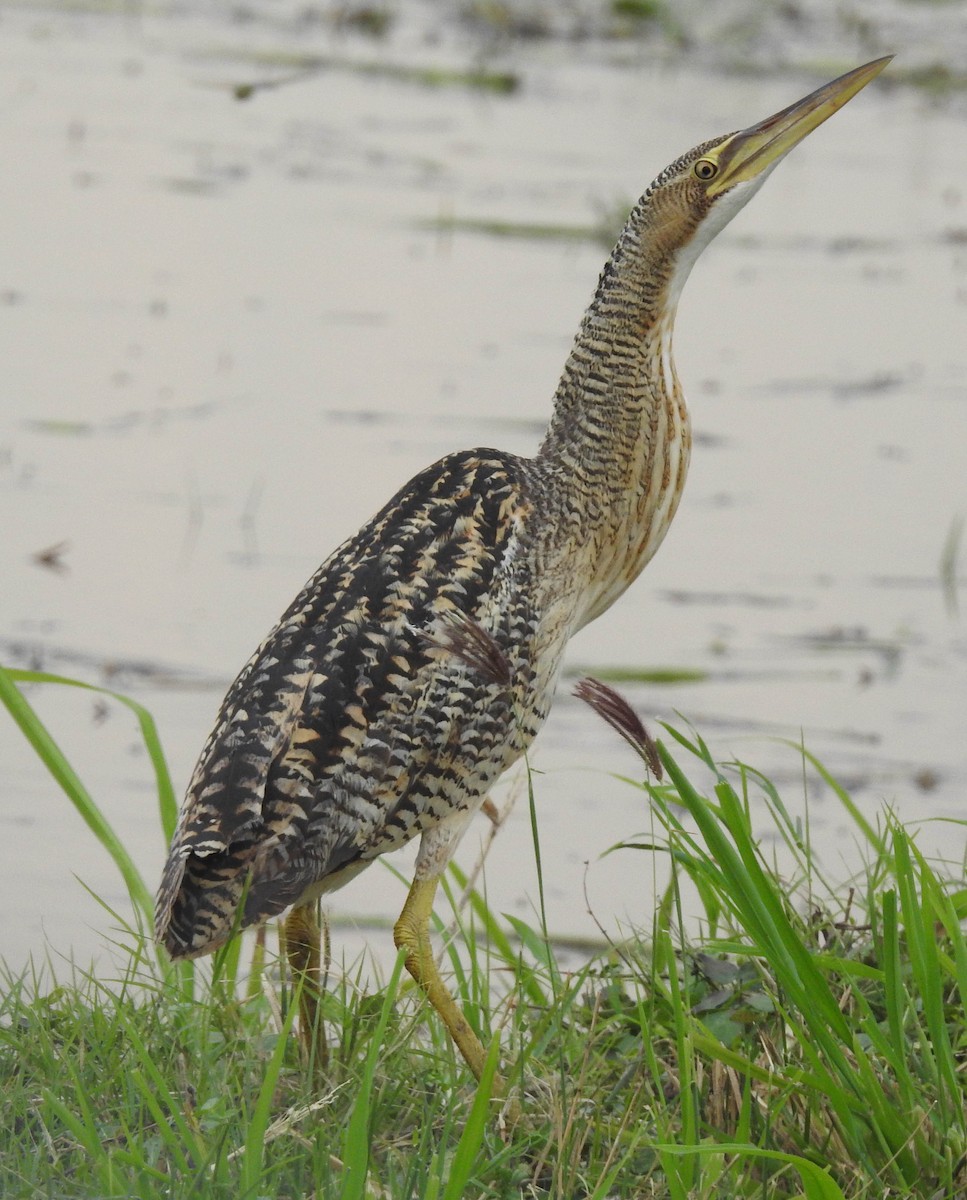 Pinnated Bittern - Danilo Moreno