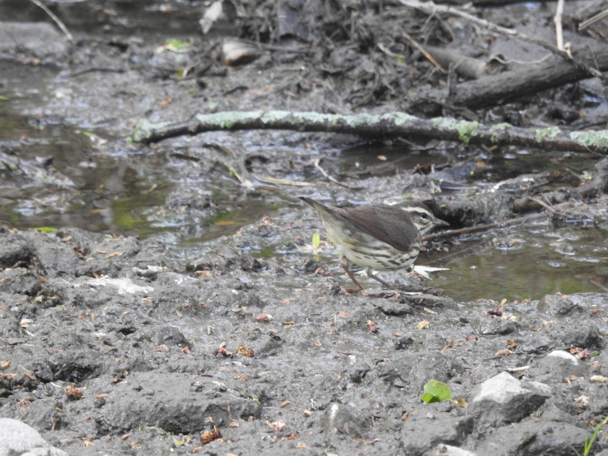 Louisiana Waterthrush - ML234055531