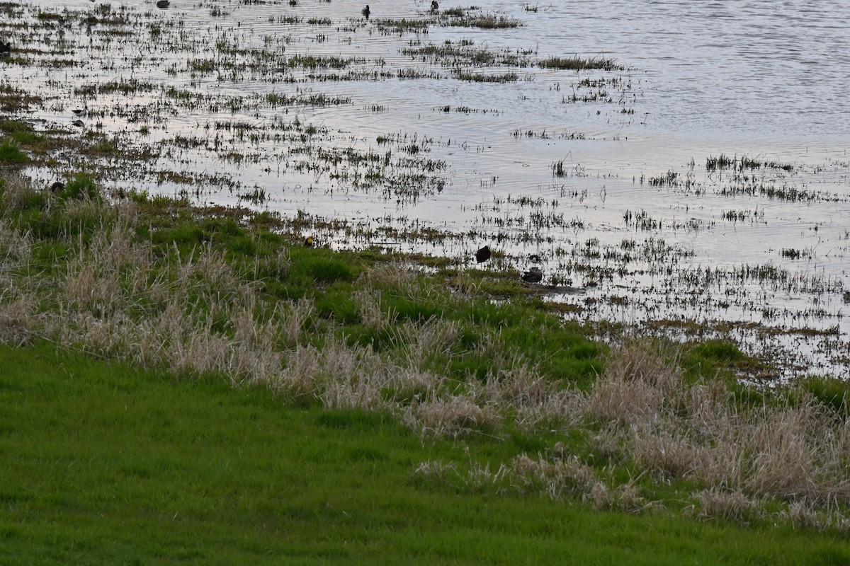 White-faced Ibis - Jason Sweeney