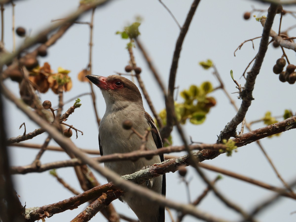 Masked Tityra - ML234056011