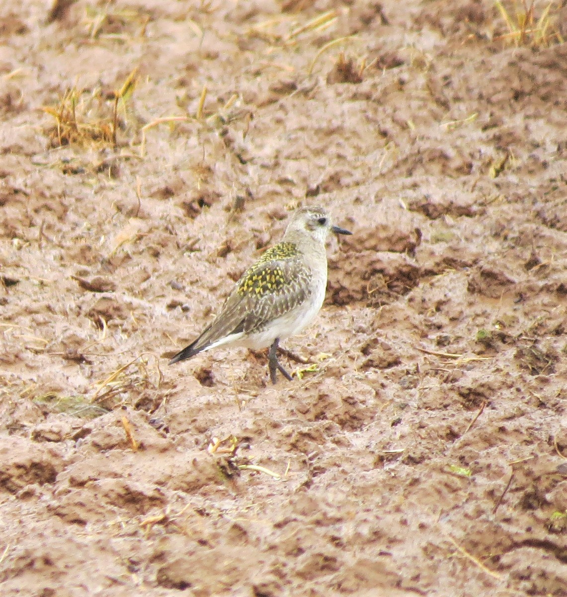 American Golden-Plover - ML234057651