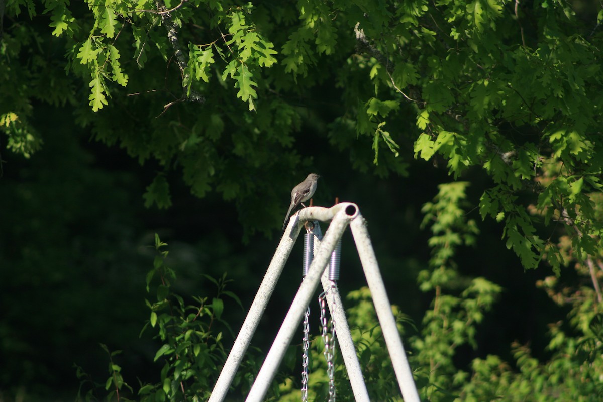 Northern Mockingbird - Andrea Harbison