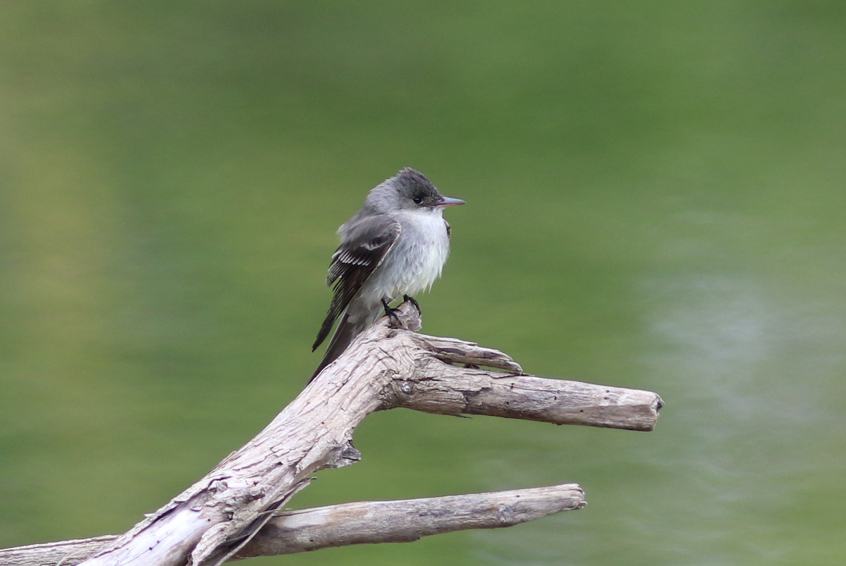 Eastern Wood-Pewee - ML234060061