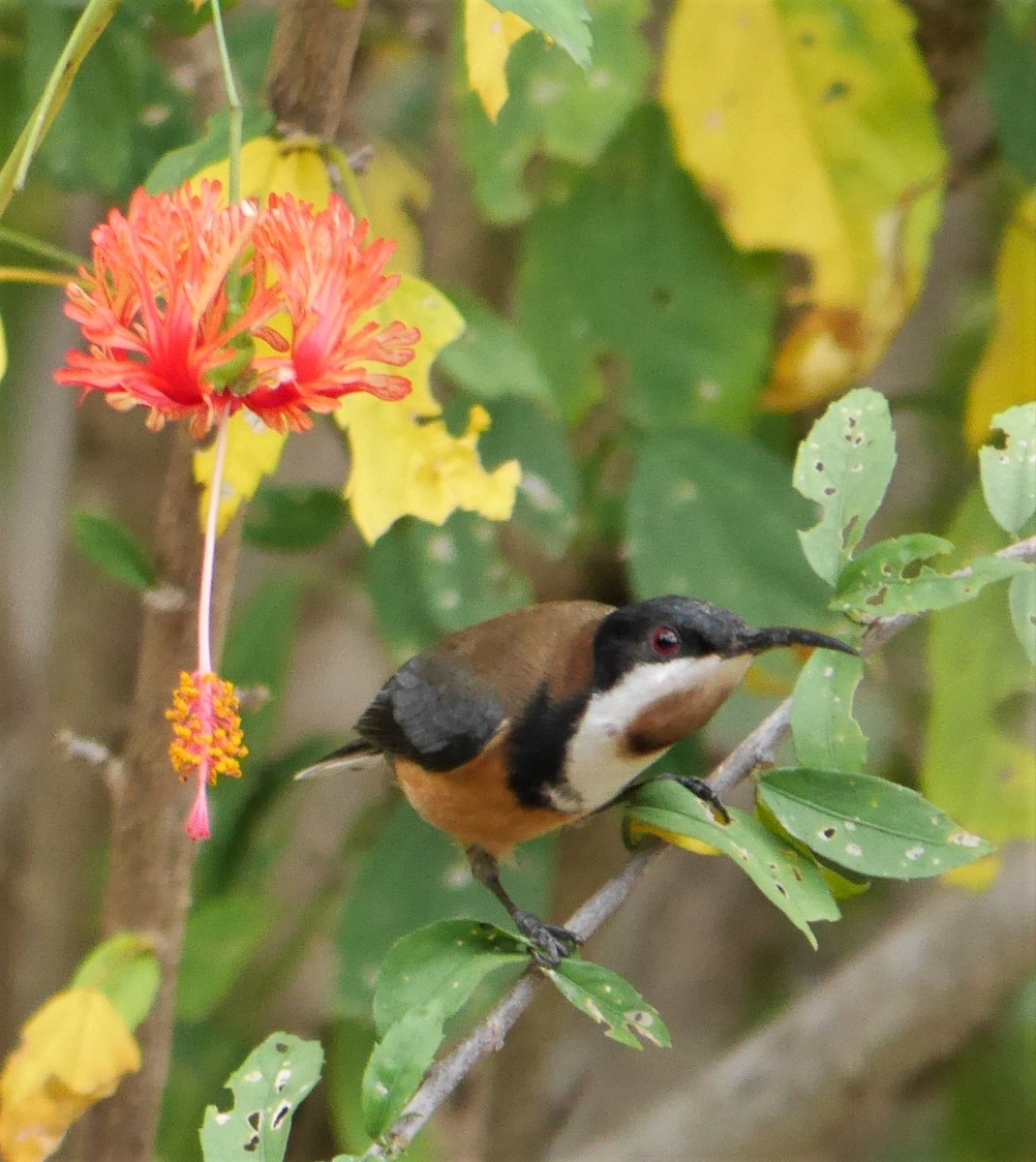 Eastern Spinebill - ML234060151